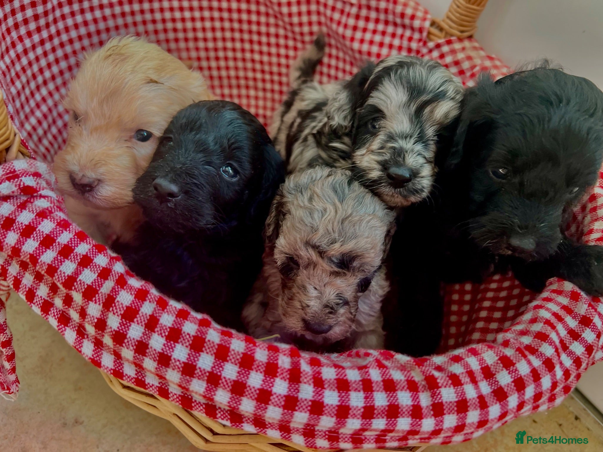 Cockapoo dogs Cockapoo puppies F1b - Advert 1