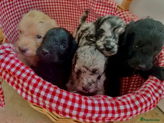 Cockapoo dogs Cockapoo puppies F1b - Advert 1
