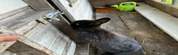 Netherland Dwarf rabbits for sale: A beautiful netherland dwarf bunny for sale🐰 - Advert 3