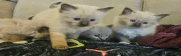 Ragdoll cats for sale: Lovely ragdoll kittens looking for a home - Advert 11