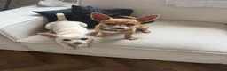 Chihuahua dogs for sale: 6 month old chihuahua puppy’s  - Advert 3