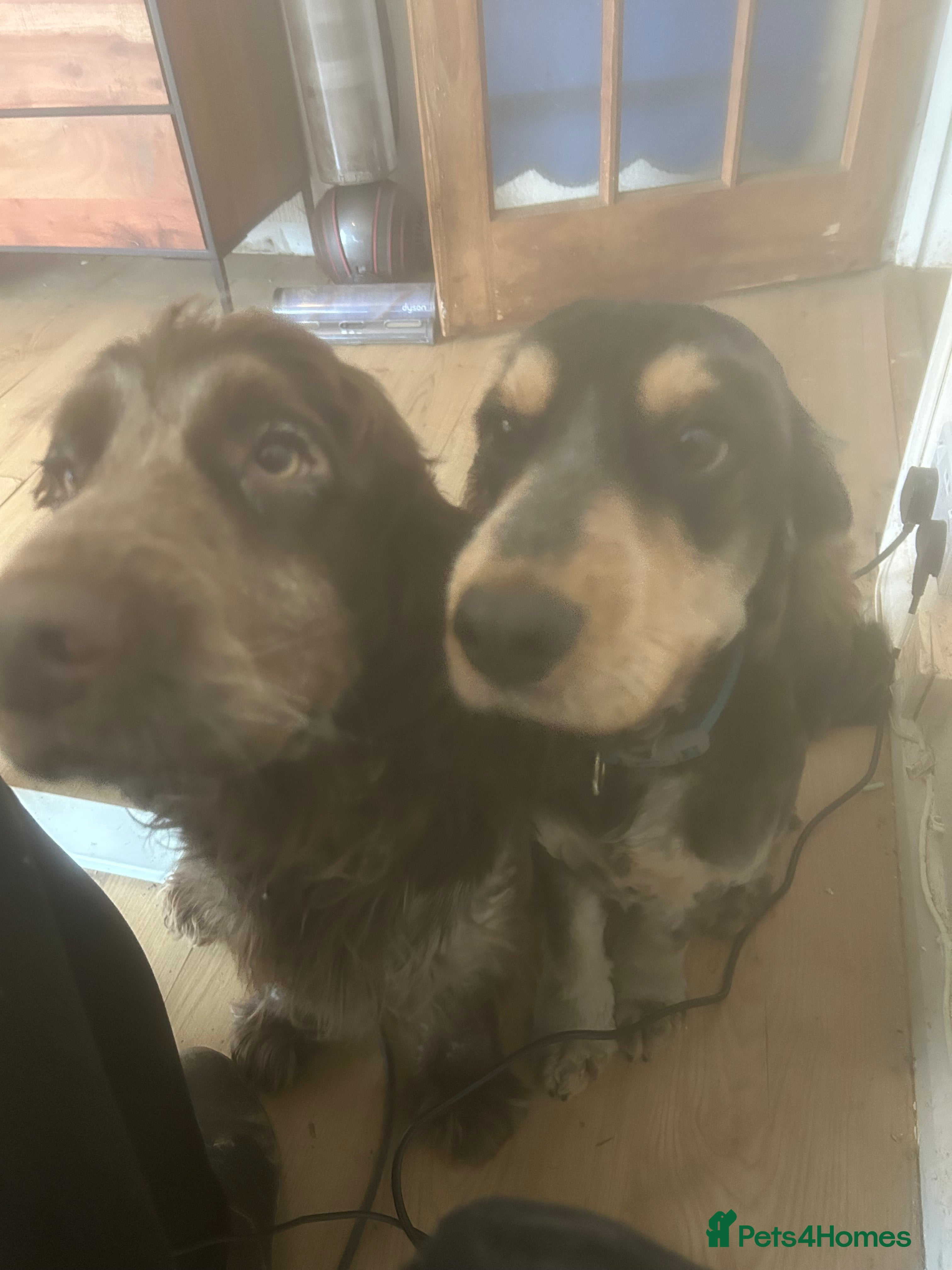 Cockapoo dogs Two puppies for sale under a year old  - Advert 19