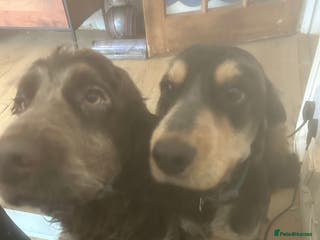 Cockapoo dogs Two puppies for sale under a year old - Advert 19