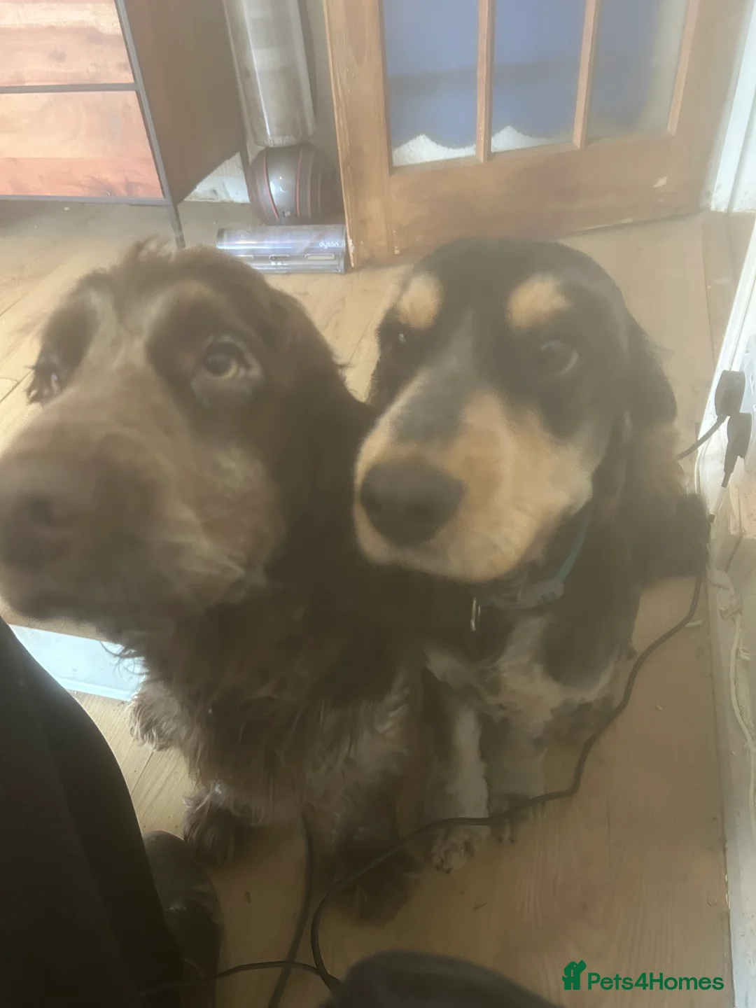 Cockapoo dogs for sale: Two puppies for sale under a year old  - Advert 1