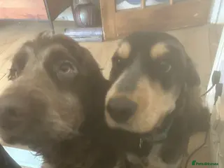 Cockapoo dogs Two puppies for sale under a year old - Advert 14