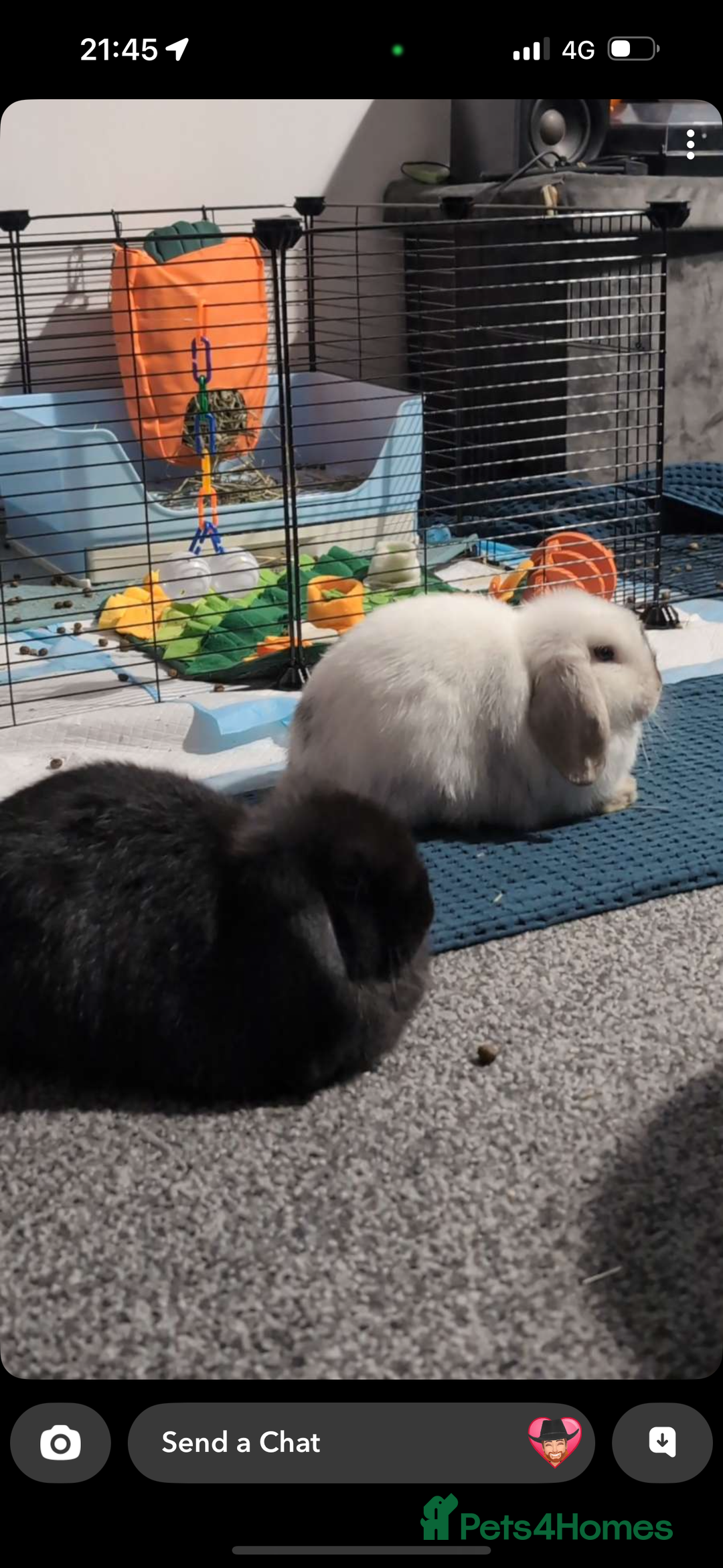 Mini Lop rabbits for sale: 2 mini lops for adoption - Advert 1