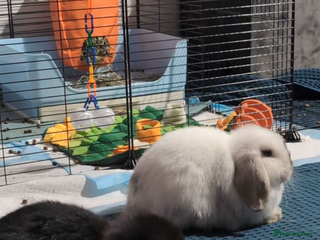Mini Lop rabbits 2 mini lops for adoption - Advert 9