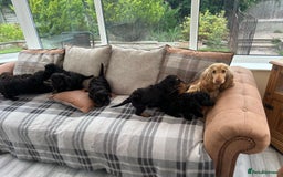 Cockapoo dogs for sale: F1 miniature gorgeous cockapoo puppies  - Image 40