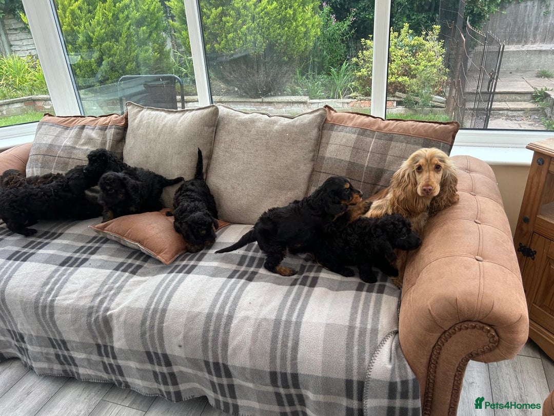 Cockapoo dogs for sale: F1 miniature gorgeous cockapoo puppies  - Image 40