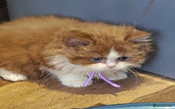 British Longhair cats for sale: Cinnamon bi colour longhair  - Image 10