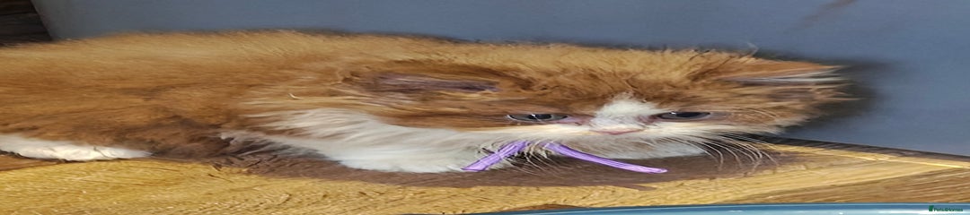 British Longhair Kitten 2