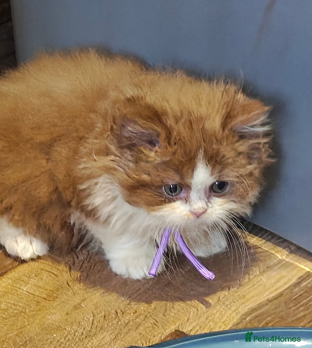 British Longhair cats for sale: Cinnamon bi colour longhair  - Image 10