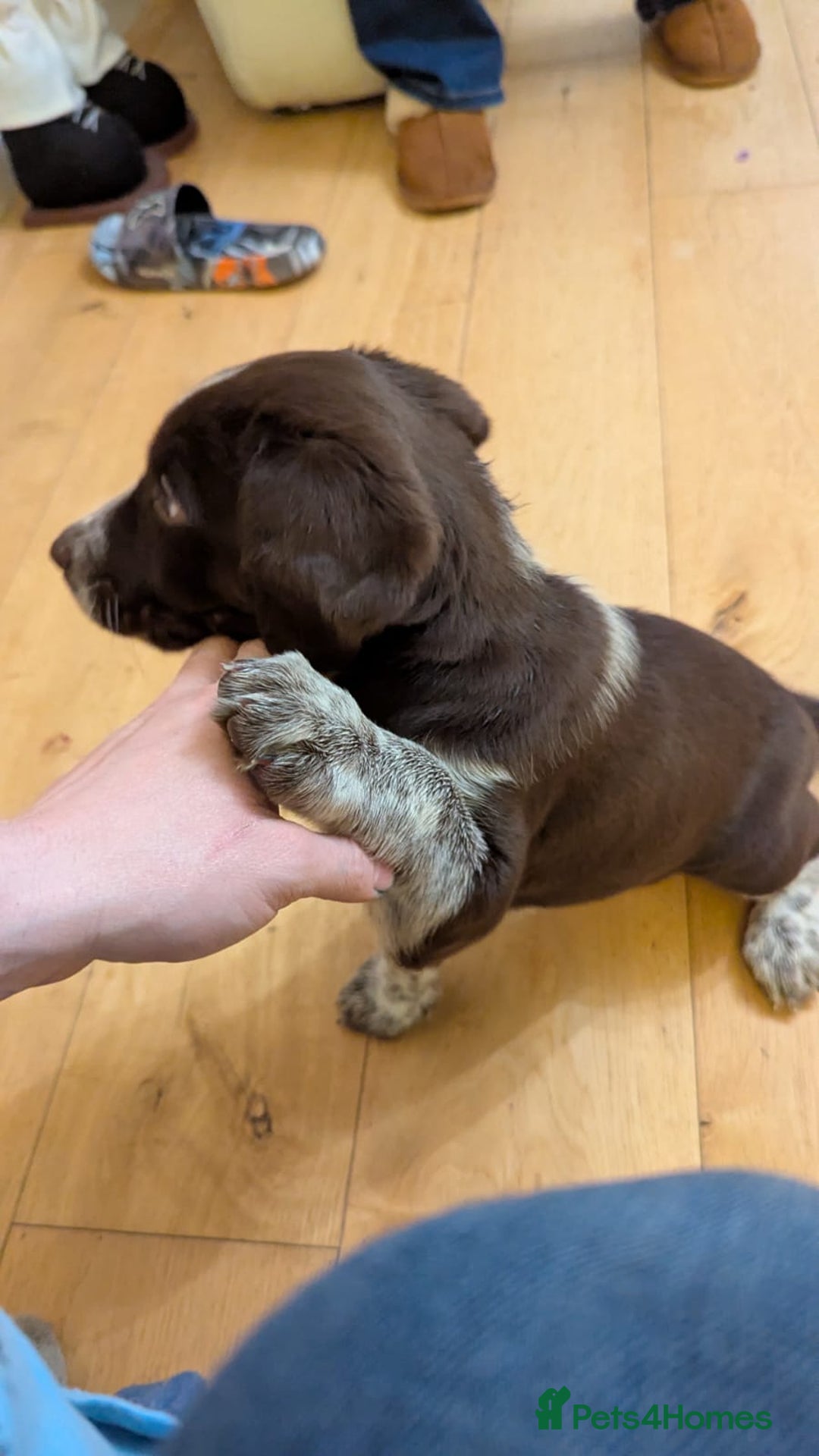 Mixed Breed dogs for sale: Sprollie pups for sale - Advert 9