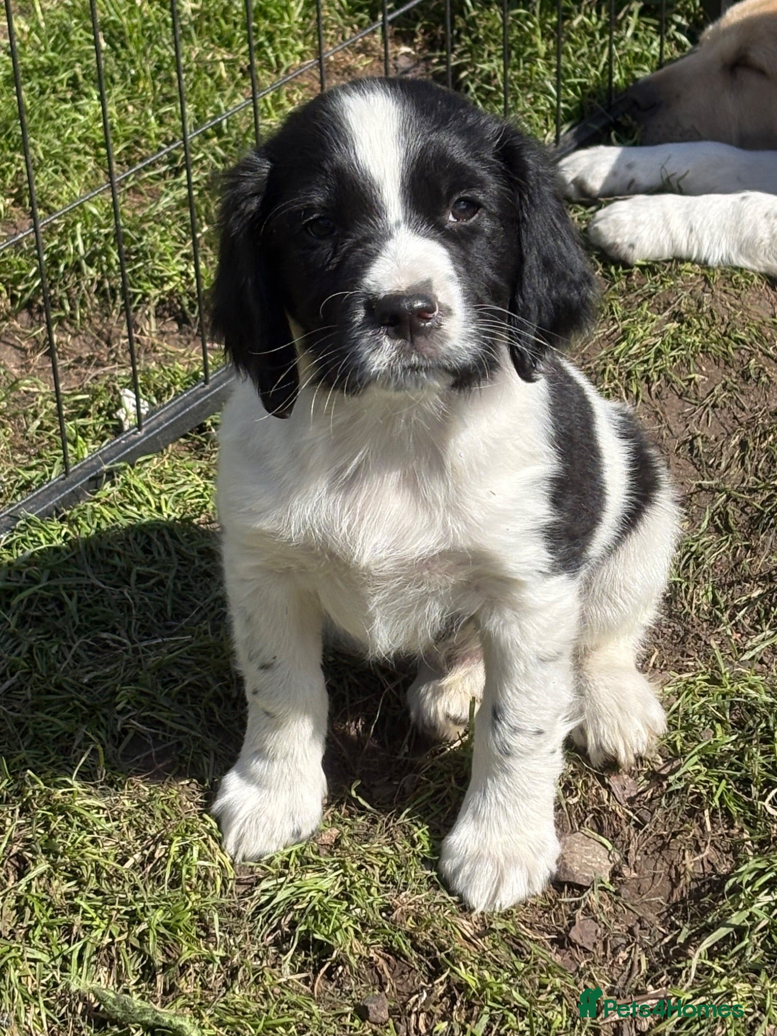 English Springer Spaniel dogs Beautiful boys - Advert 2