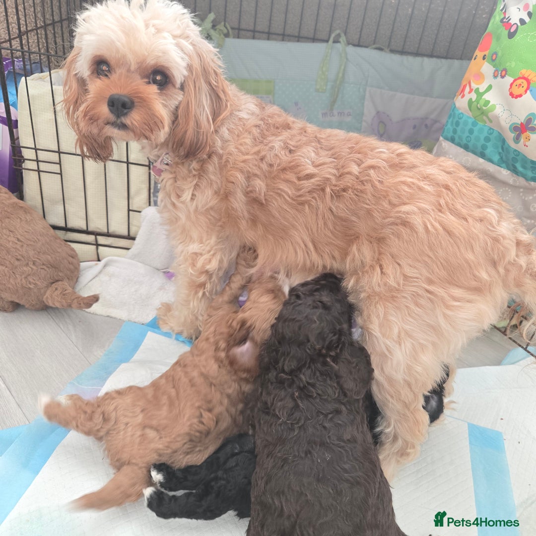 Cavapoo dogs for sale: Teddy bear cavapoo  - Advert 1