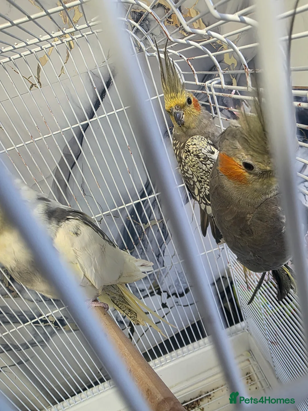 Cockatiels birds for sale: Cockatiels  - Advert 4