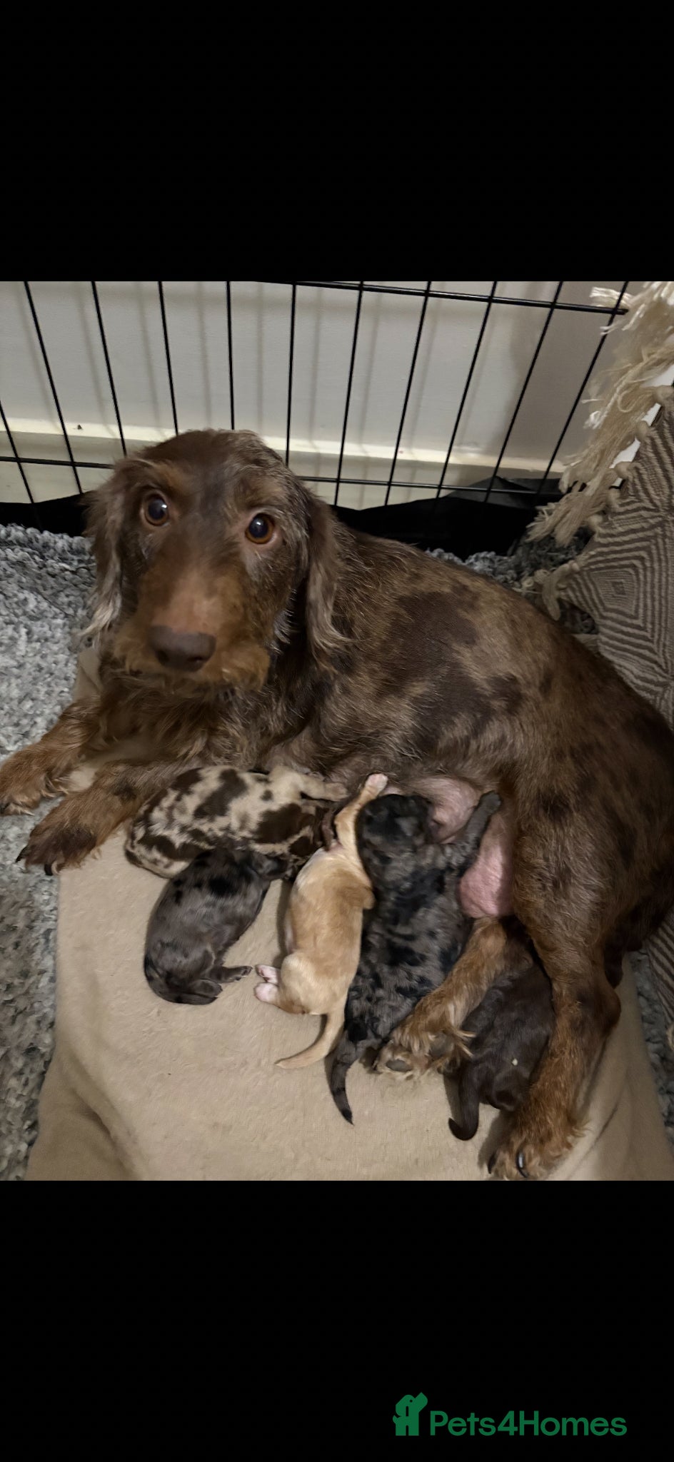Mixed Breed dogs doxiepoo pups 2x female 4x male  - Advert 1