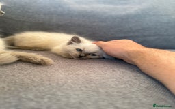 Ragdoll cats for sale: GCCF SEALPOINT RAGDOLL KITTENS - Image 9