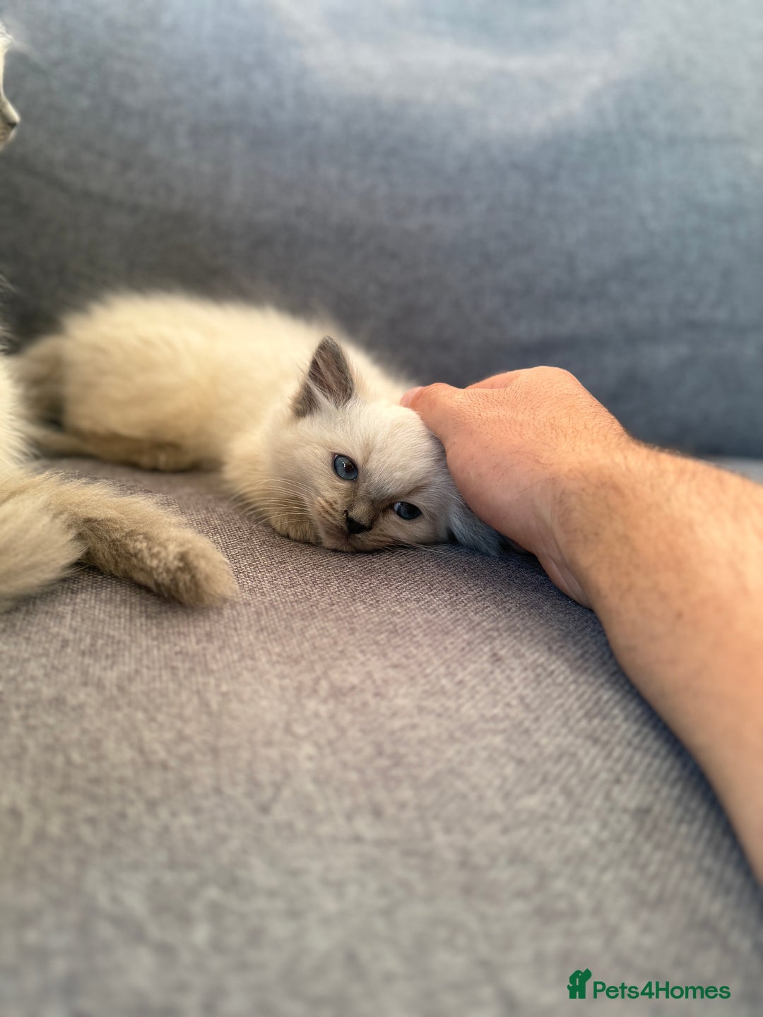 Ragdoll cats for sale: GCCF SEALPOINT RAGDOLL KITTENS - Image 9