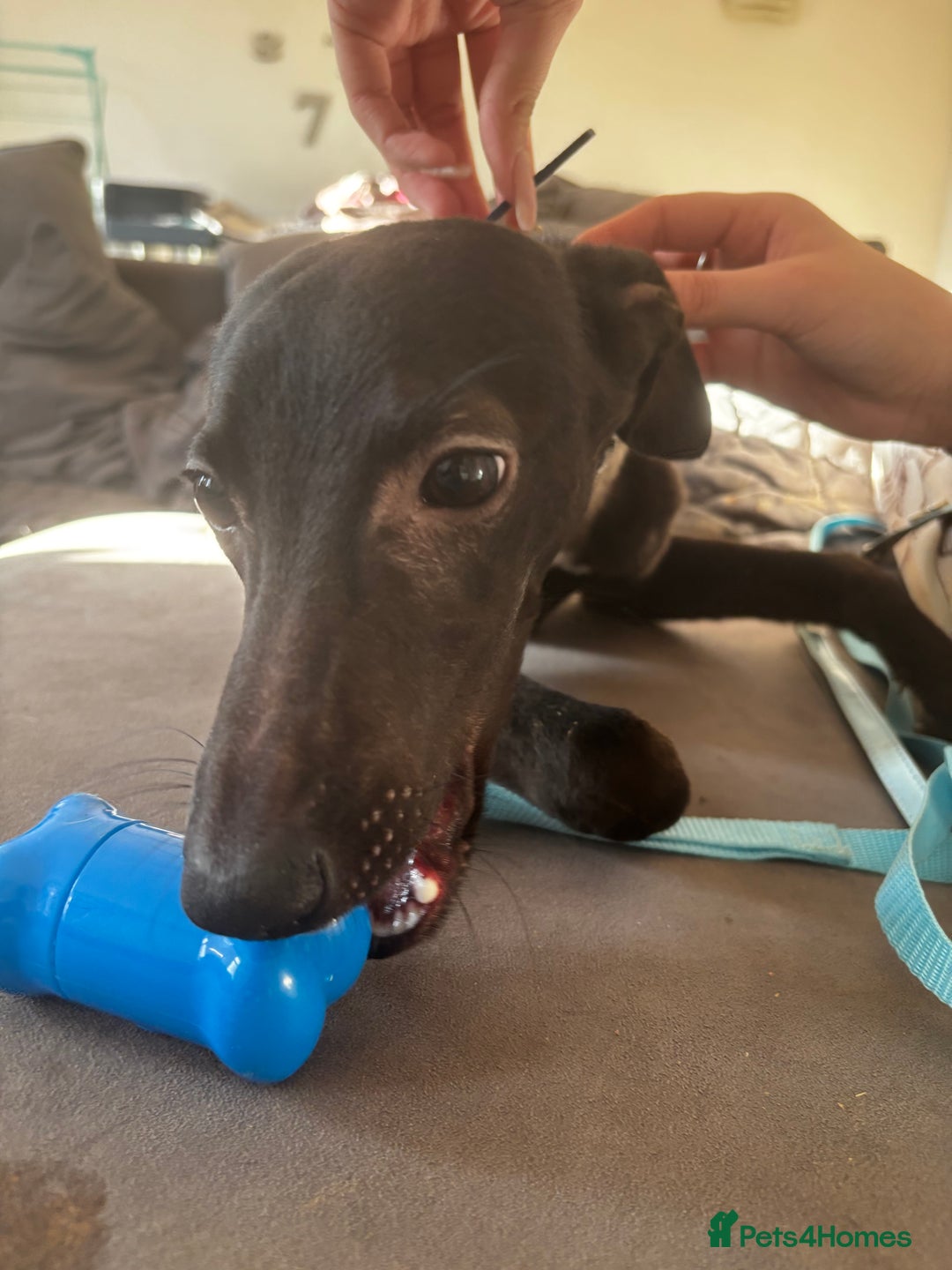 Mixed Breed dogs for sale: Mini whippet male for sale  - Advert 6