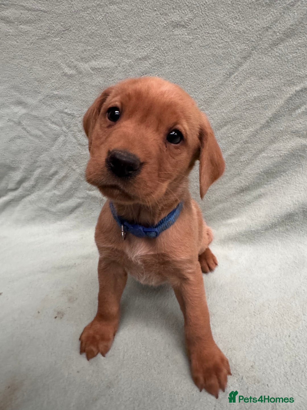 Labrador Retriever dogs for sale: Fox red Labrador puppies.  - Advert 6