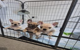 French Bulldog dogs for sale: Gorgeous French bulldog puppies Just 1 girl left!  - Advert 1