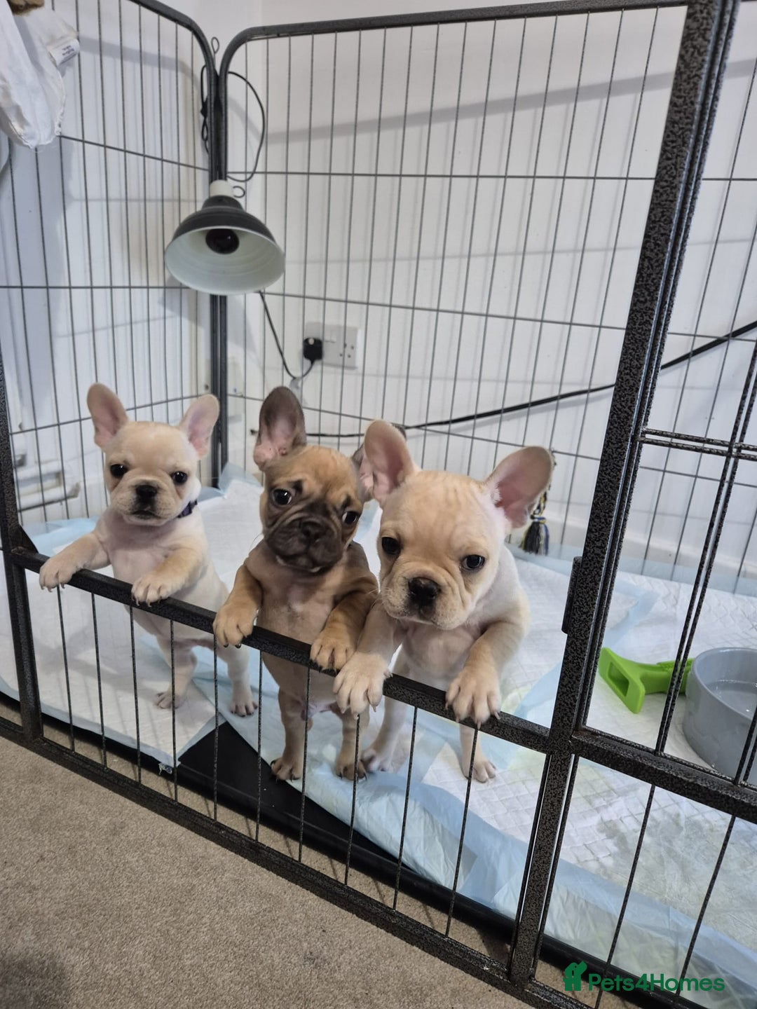 French Bulldog dogs for sale: Gorgeous French bulldog puppies Just 1 girl left!  - Advert 1