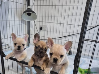 French Bulldog dogs - Advert 1