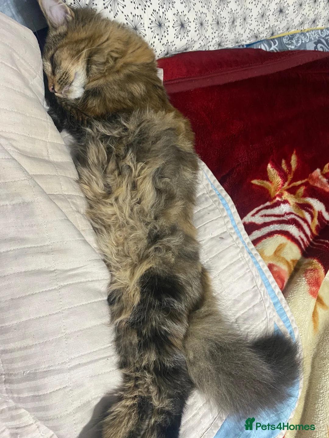 Mixed Breed cats for sale: Cat rehomed  - Advert 1