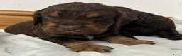 Cocker Spaniel dogs for sale: 🐾 GORGEOUS COCKER SPANIEL PUPPIES 🐾 - Advert 13