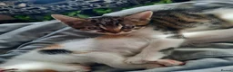 Mixed Breed cats for sale: Three Kittens for sale in Bath - Advert 21