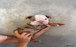 English Bulldog dogs for sale: **REDUCED **READY TO LEAVE CHUNKY ENGLISH BULLDOG - Image 32