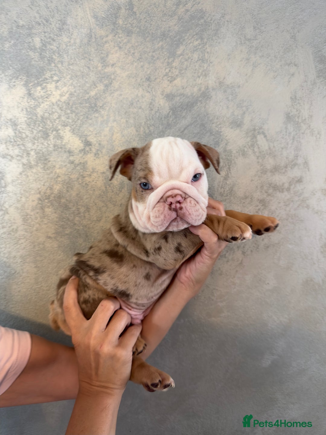 English Bulldog dogs for sale: **REDUCED **READY TO LEAVE CHUNKY ENGLISH BULLDOG - Image 32