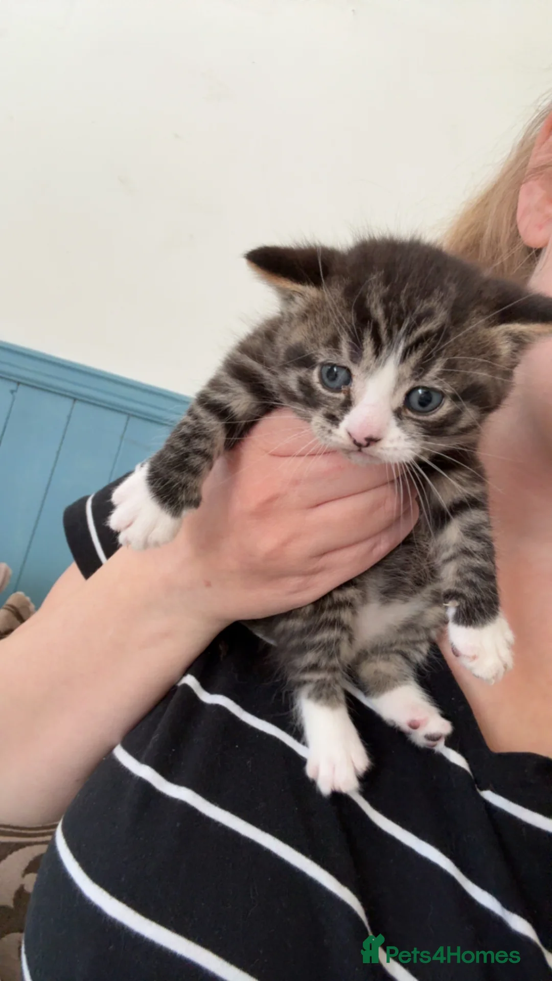 British Longhair cats for sale: Boy kitten in Crawley - Advert 2