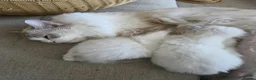 Ragdoll cats for sale: 🐾✨ Champion Line Ragdoll Kittens for Sale ✨🐾 - Advert 15
