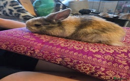 Mini Lop rabbits for sale: 🐰 Mini Lop Rabbits – Loving Homes Wanted 🏡 - Image 5