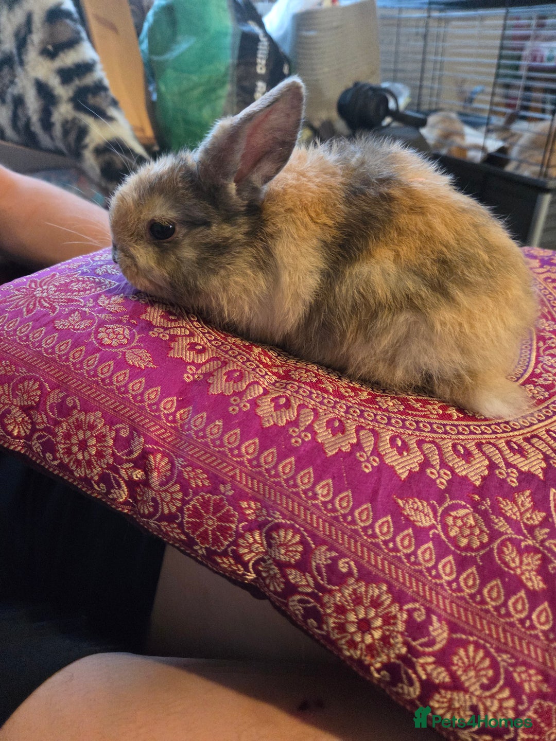 Mini Lop rabbits for sale: 🐰 Mini Lop Rabbits – Loving Homes Wanted 🏡 - Image 5