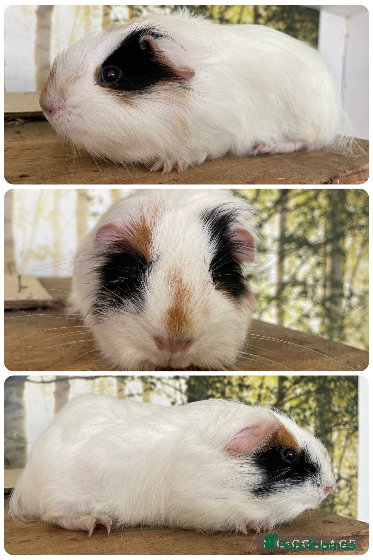 Guinea Pig rodents Baby boar guinea pigs  - Advert 1