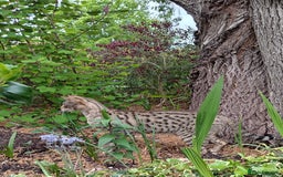 Savannah cats for sale: Pedigree Early generation TICA Reg Savannah Lady in Darlington - Image 25