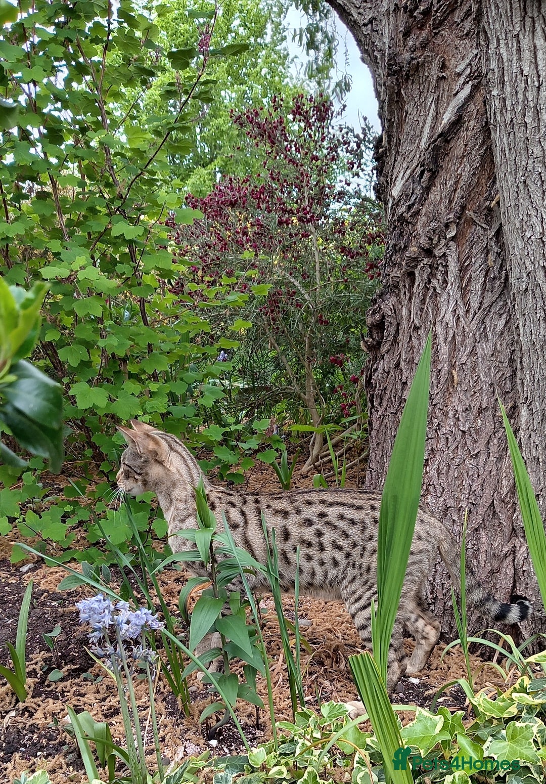 Savannah cats for sale: Pedigree Early generation TICA Reg Savannah Lady in Darlington - Image 25