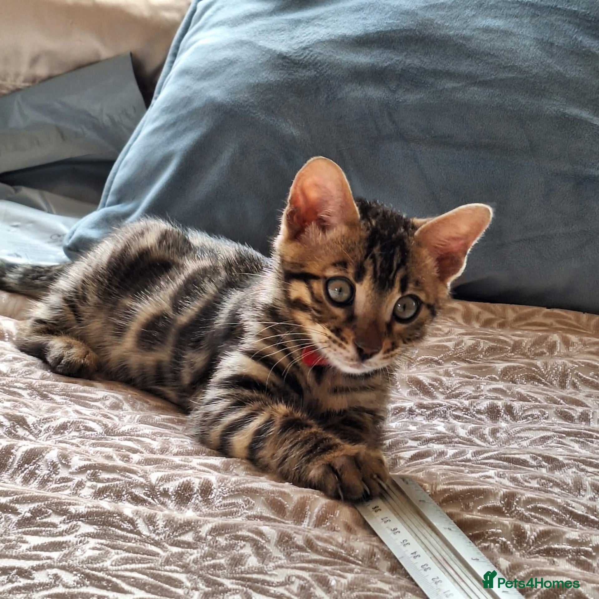 Bengal cats Adorable Bengal kittens reg pedigree ready now  - Advert 2