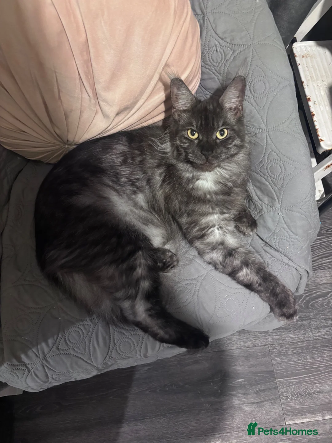 Maine Coon cats for sale: 3 Adorable female maine coon kittens  - Advert 9