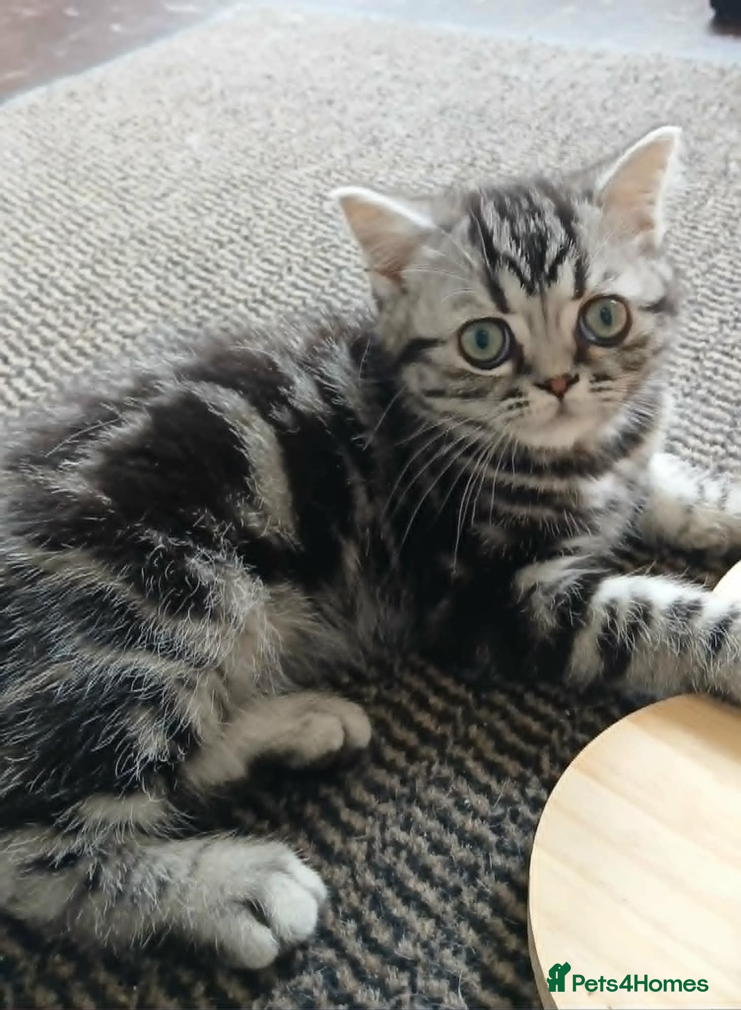 British Shorthair cats Bsh. Silver Classic Tabby . - Advert 2