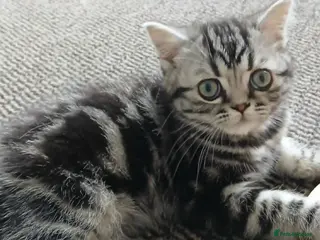 British Shorthair cats Bsh. Silver Classic Tabby . - Advert 2