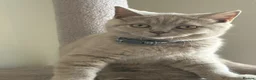 British Shorthair cats for sale: Beautiful British Shorthair Kittens Availbale ❤️❤️ - Advert 8