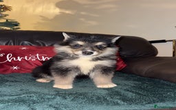 Shepsky dogs for sale: 8 week old male  - Advert 1