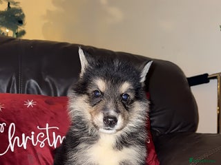 Shepsky dogs for sale: 8 week old male - Advert 1