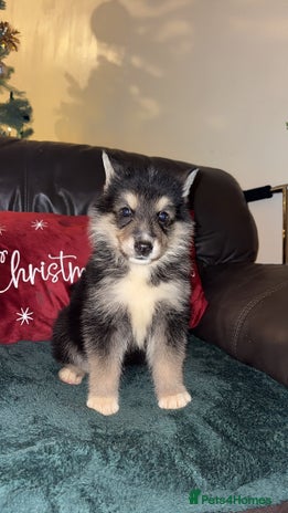 Shepsky dogs 8 week old male - Advert 1