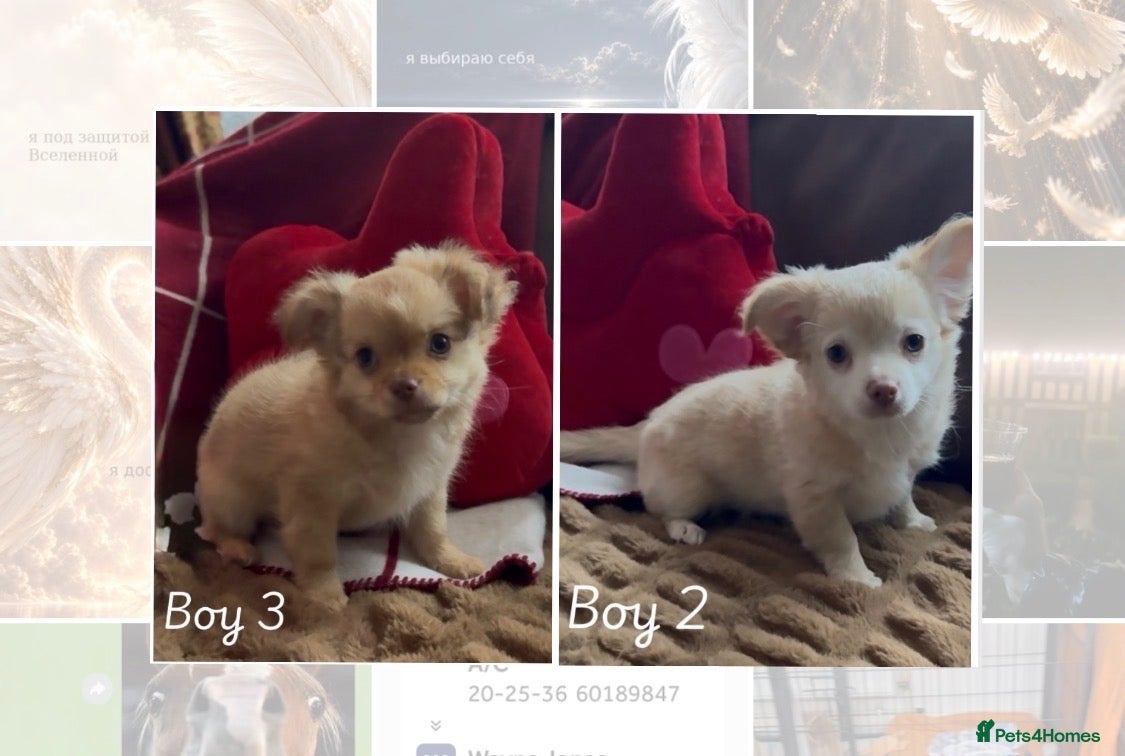 Chihuahua dogs Chihuahua puppies 🐶  - Advert 2