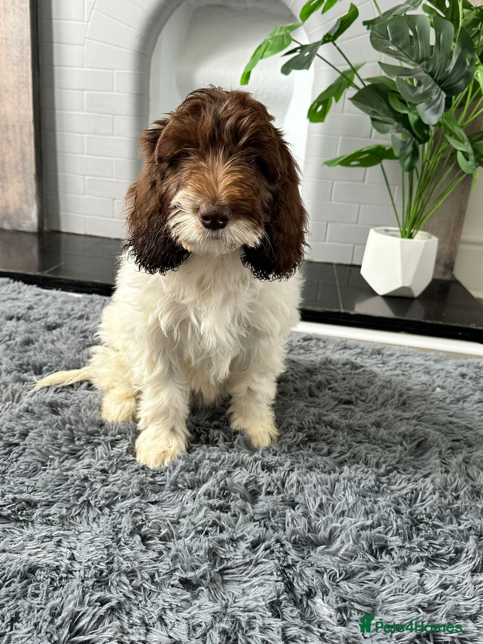 Australian Labradoodle dogs Australian labradoodle 1 female 1 male left ready  - Advert 2